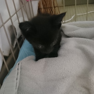 生後１ヶ月の黒猫ちゃん保護しました