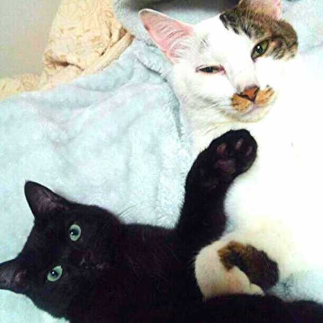 おしりちゃんのカバー写真