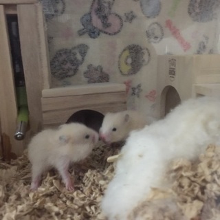 キンクマハムスターです