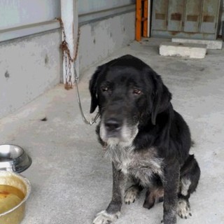 緊急！！大人しくとってもいい子です、黒ラブ系男の子