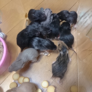 長毛ゴールデンハムスター