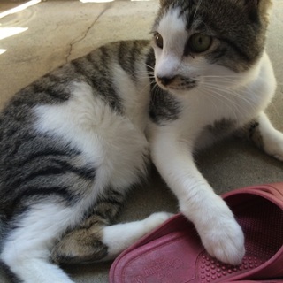 甘えん坊なキジトラ♂