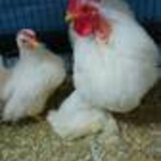 小型種ニワトリ