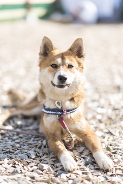 キツネみたいな美人さん 栃木県 犬の里親募集 ペットのおうち 月間利用者150万人