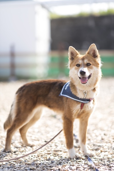 キツネみたいな美人さん 栃木県 犬の里親募集 ペットのおうち 月間利用者150万人