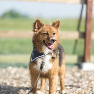 アイーンなお口 おっとり 『ナル』♀