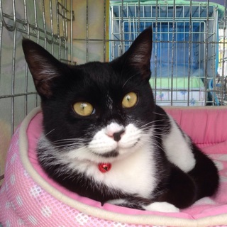 フィガロちゃん