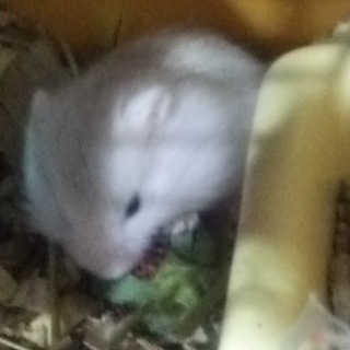 里親決定！ジャンガリアンハムスター