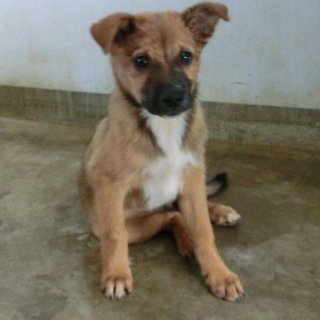 この子の命を救ってください。