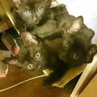 生後1～2ヶ月の黒猫3匹里親募集します