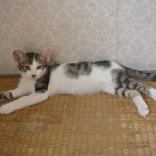可愛い子猫もらってください