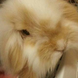 優しい里親様募集中です