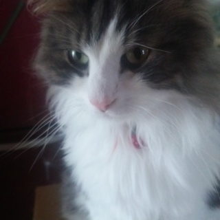 ノルウエージャンフォレストキャットトライアル中