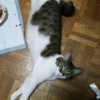 お目ぱっちりの美人な子です♪