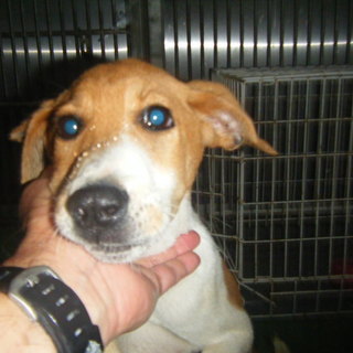 緊急募集！！元気いっぱい3~4ヶ月の男の子です。