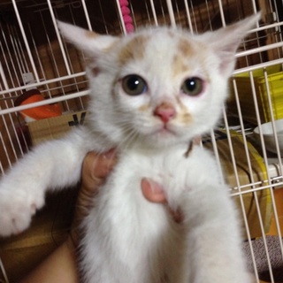 個性的な白茶猫（4／4）