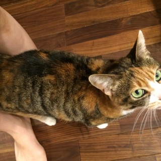 おうちが好きな甘えん坊さん