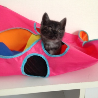 ♂手乗りサイズ黒トラ♂2015年4月上旬生まれ