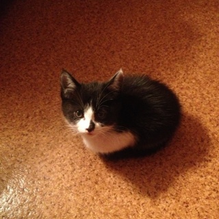 甘えん坊の可愛い仔猫です。