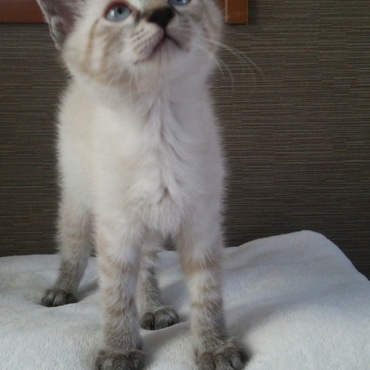 先週から我が家に来た空です。