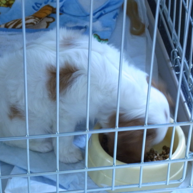 キャバズのカバー写真