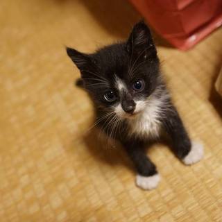 可愛い子猫兄妹