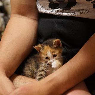 可愛い子猫兄妹