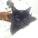 一歳 黒猫ブブくん  