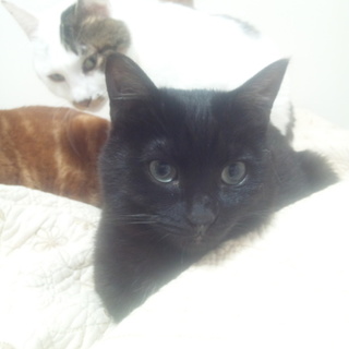 一歳 黒猫ブブくん  