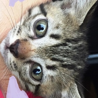 子猫ちゃん　ミックスです