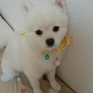ポメラニアン里親さん募集