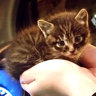 人懐こっくて、かわいい男の子 