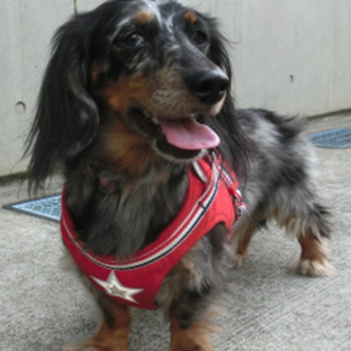 Mダックスの男の子、ソラです