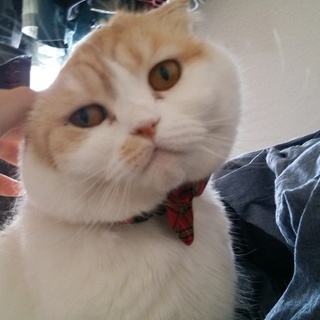 血統書あり☆折れ耳スコティッシュ