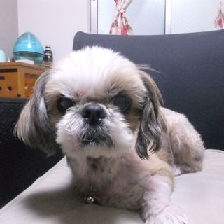 仮名：かのこ　おもちゃ大好き