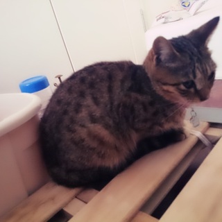 新しいお家が見つかりました！！