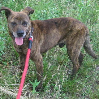 甲斐風のきれいなトラ模様