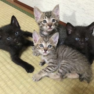 生後一ヶ月の子猫の里親募集中です。