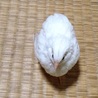 白姫ウズラの里親さまへ【８日に連絡します】 サムネイル2