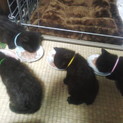 生後1ヶ月捨て猫4兄弟里親募集♪