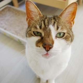 まだまだ元気な甘えん坊熟女のタマです