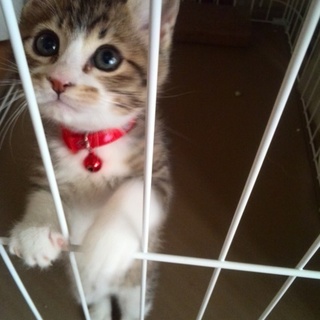 一護君、優君になりました♪ありがとうございました☆