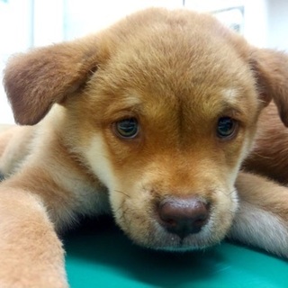 雑種♂推定2ヵ月齢のルディー♡ご家族さま決定！