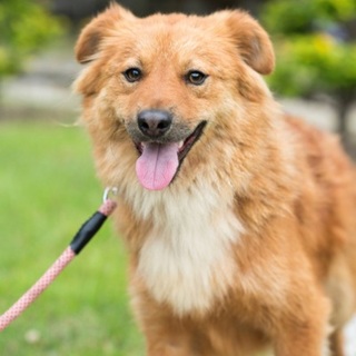 シャイな やんちゃ坊主『ジャッキー』♂