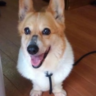コーギー♀推定6歳ヨナ♡ご家族さま決定！
