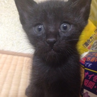 仲良し黒猫ちゃんです。