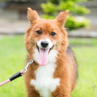 子ダヌキみたい！って言われる 『サニー』♀