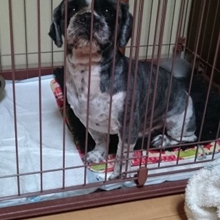 至急　新しい家族を求めています