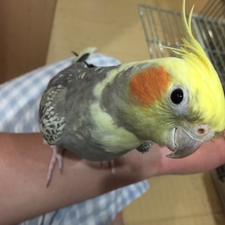 オカメインコ（女の子）