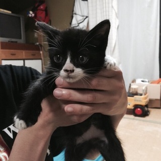 子猫の里親募集